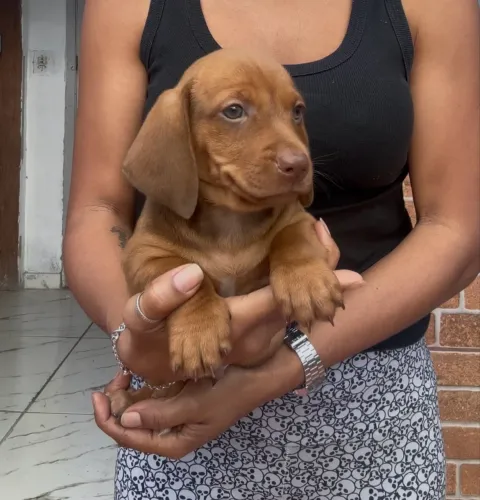Basset macho 
