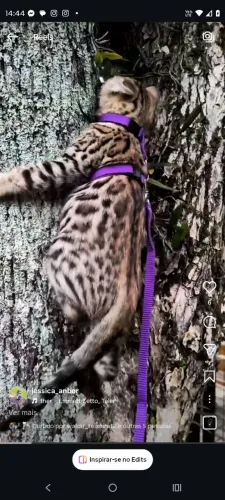 Gato bengal legítimo 