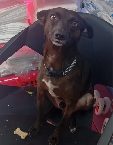Cachorro