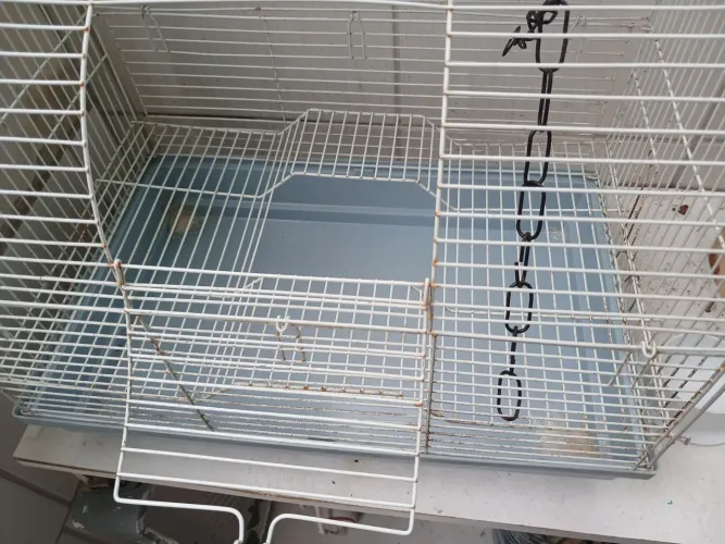 Acessorio pet