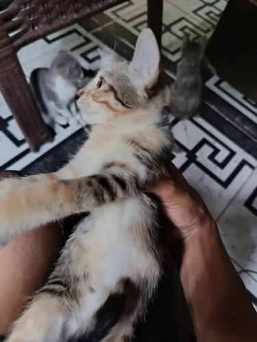Quero doar esses lindos Gatos
