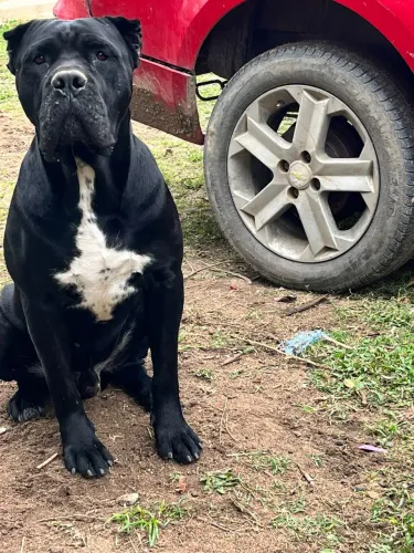 Filhote de Cane Corso pedigree CBKC