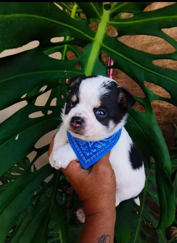 Filhote chihuahua