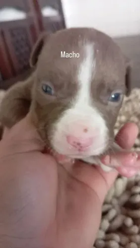 Vede-se filhote de pitbull