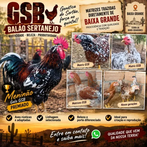 GSB - Balão Sertaneja direto de Baixa Grande