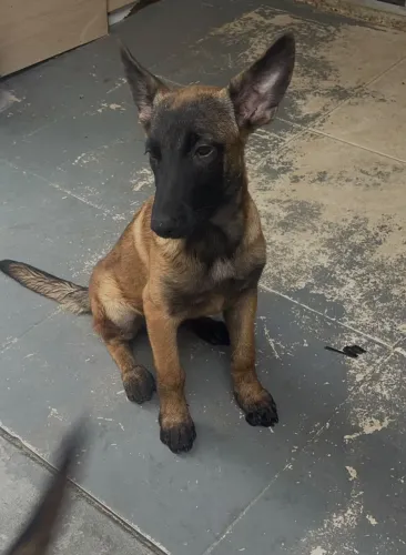 Vendo Filhotes de Pastor Belga Malinois