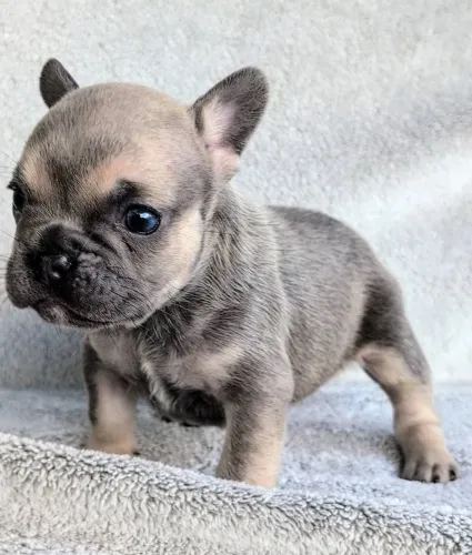 Bulldog francês maravilhosa 