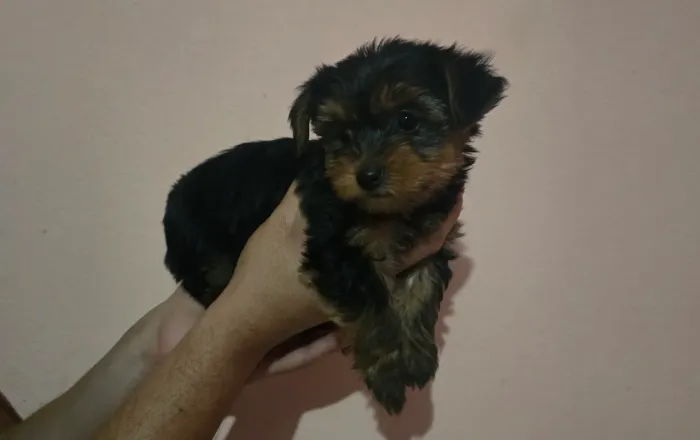 Cachorro Yorkshire