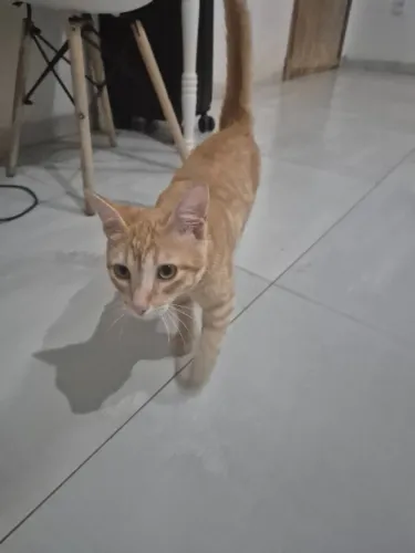 Gato Laranja Macho (Doação)