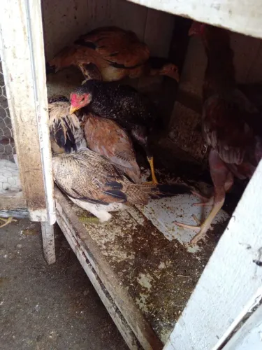 Frango caipira