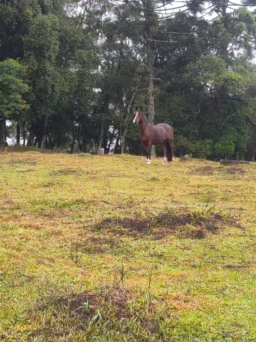 Cavalo crioulo