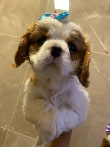 Cavalier belíssimos filhotes 