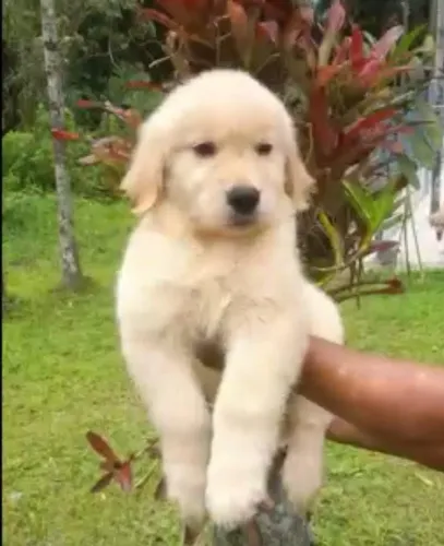 Golden 