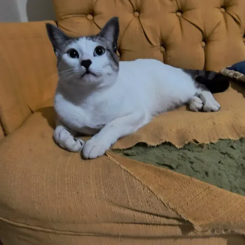 Gato Para adoção