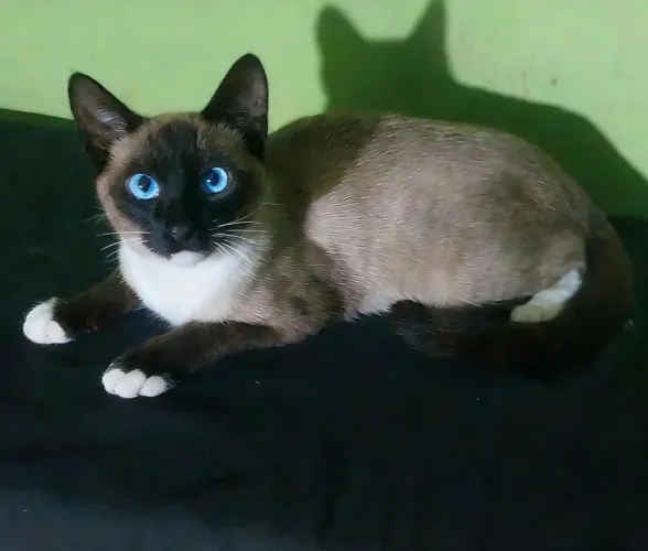 Filhote Siamês 6 meses macho, já Vermifugado pura fofura.