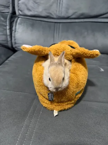 Mini Coelho anão de netherlands Dwarf Show disponíveis a entregas 