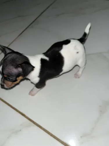 Vende-se pinscher 1