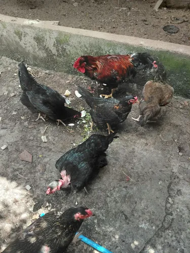 Galinhas capoeiras