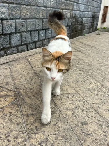 Doa se gatinha linda chamada BomBom