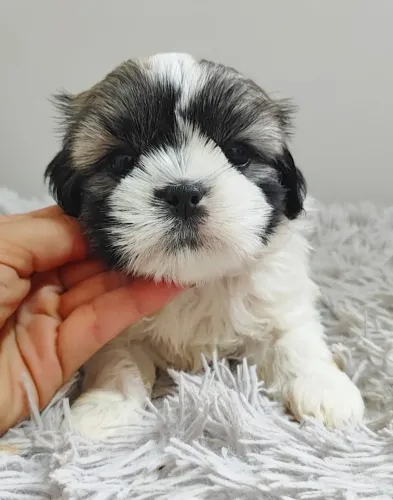 Shih tzu entrega hoje