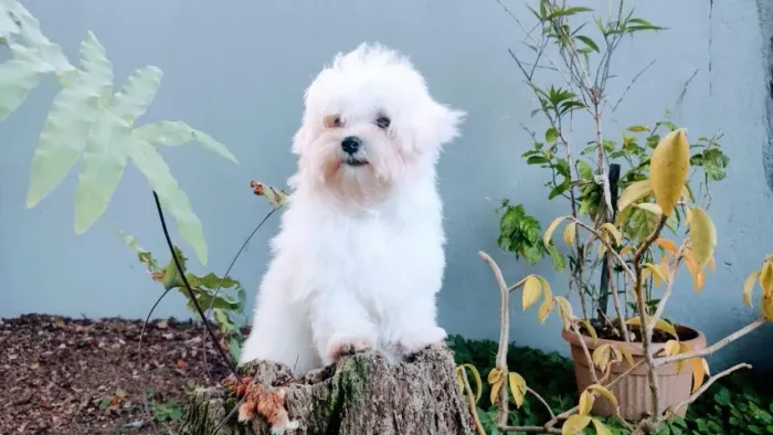 Fêmea Disponivel para entrega, Shihtzu, Maltes, Yorkshire, Teckel, Golden, Consulte!