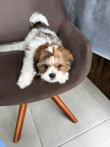 Cachorro shih Tzu
