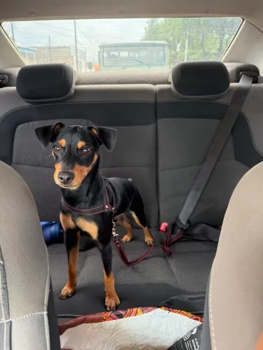 Vendo Pinscher de 7 meses 