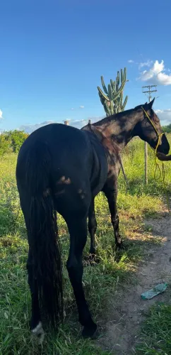 Cavalo MM picado