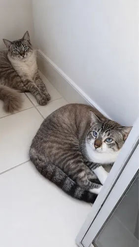 Gatinhos de olhos azuis para adoção - lindos e carinhosos