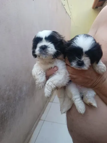 Vendo filhote de mini Shitzu 