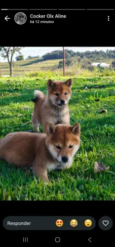 Shiba inu - Um amor incondicional.