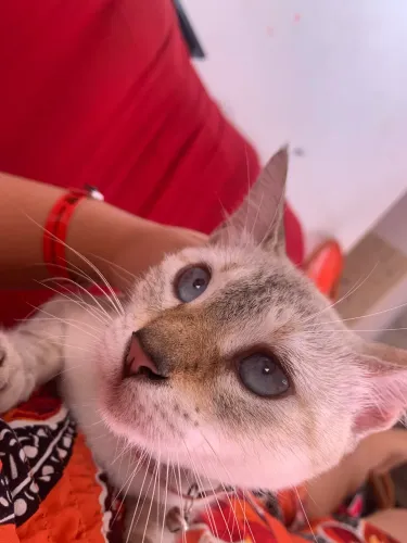 Gata castrada 