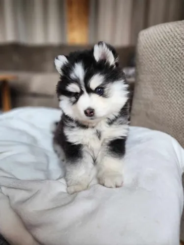 Pomsky Machos e Femeas
