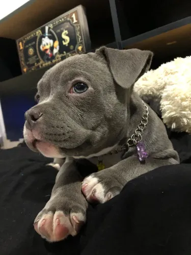 Filhote American Bully Femea Micro 3 meses