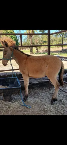 Burro