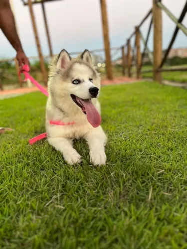 Husky siberiano fêmea 