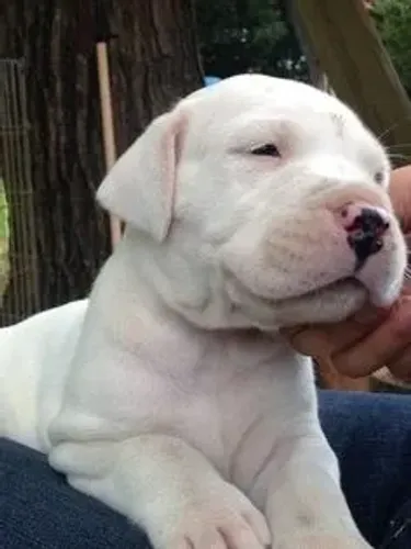 Dogo Argentino Machos e Femeas