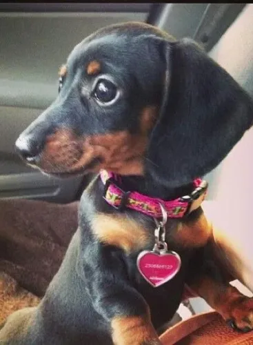 Dachshund / Basset Afeto que se fortalece na rotina