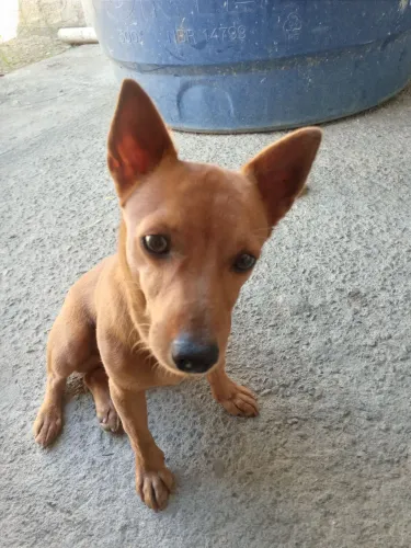 Disponível Pet pinscher