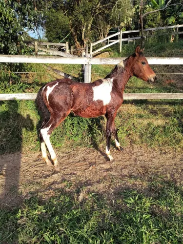 Potro pampa genética de Mangalarga Marchador!
