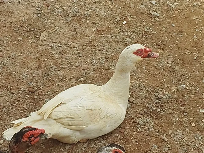 Pato