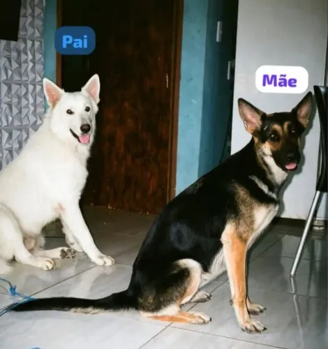 Cachorros a venda