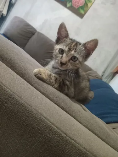 Doando gata filhote 