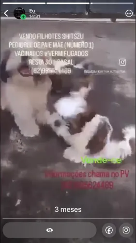 Vende-se shitszu