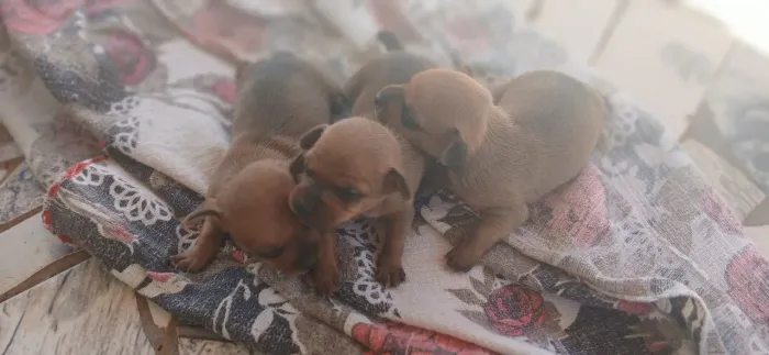Vendo três filhotes de cachorro pinscher