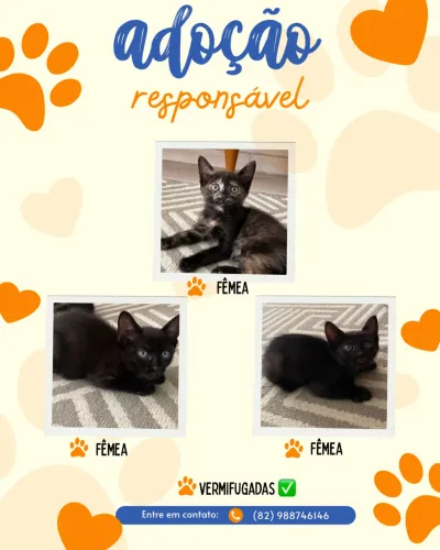 Gatinhas disponíveis para adoção