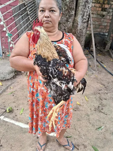 Galo gsb 