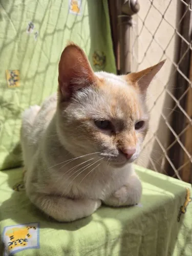Adoção de gatinho