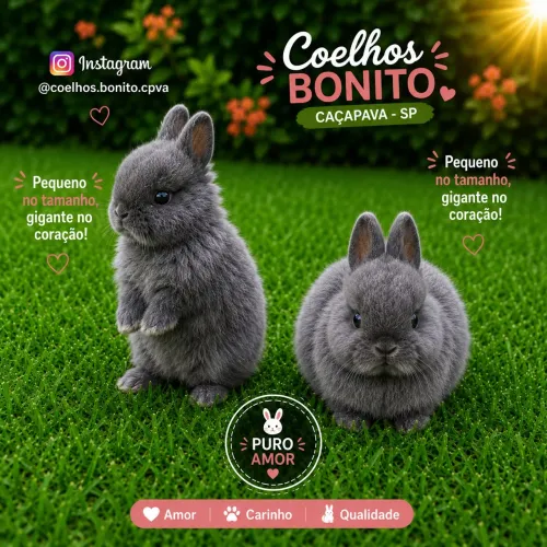 Coelho anão Raça netherland dwarf 