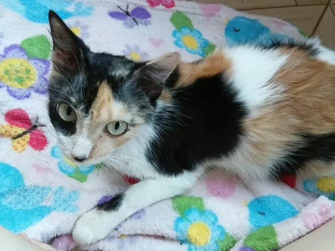 Gata para Adoção 